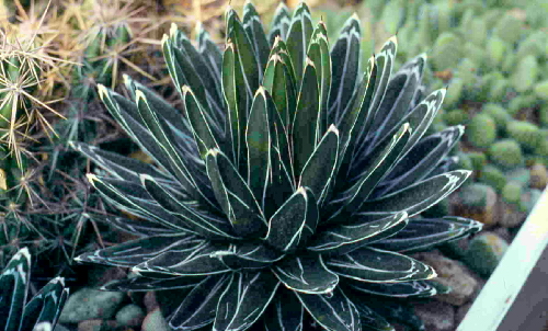agave victoriae-reginae